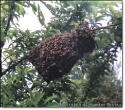 a typical swarm of honeybees