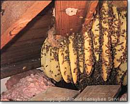 bee colony in attic